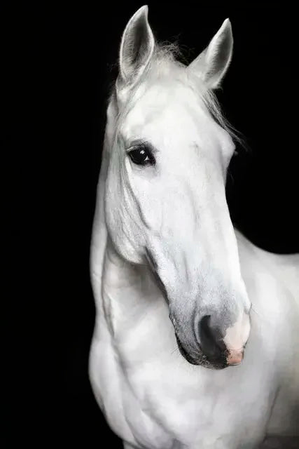 Modern Animals Horse Black and White Horse Posters, Prints Wall Art Pictures Canvas Painting, for Living Room Home Decoration