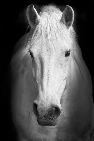Modern Animals Horse Black and White Horse Posters, Prints Wall Art Pictures Canvas Painting, for Living Room Home Decoration