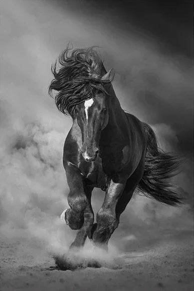 Modern Animals Horse Black and White Horse Posters, Prints Wall Art Pictures Canvas Painting, for Living Room Home Decoration