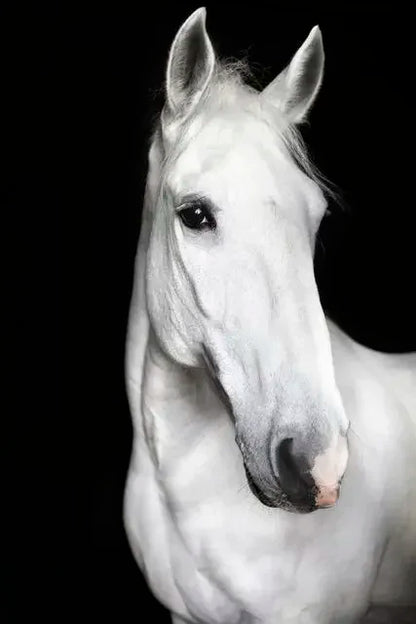 Modern Animals Horse Black and White Horse Posters, Prints Wall Art Pictures Canvas Painting, for Living Room Home Decoration