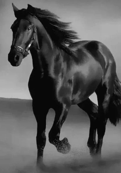 Modern Animals Horse Black and White Horse Posters, Prints Wall Art Pictures Canvas Painting, for Living Room Home Decoration